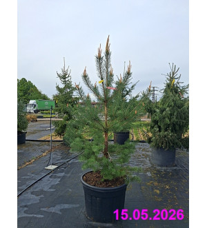 Pinus sylvestris C 150 L